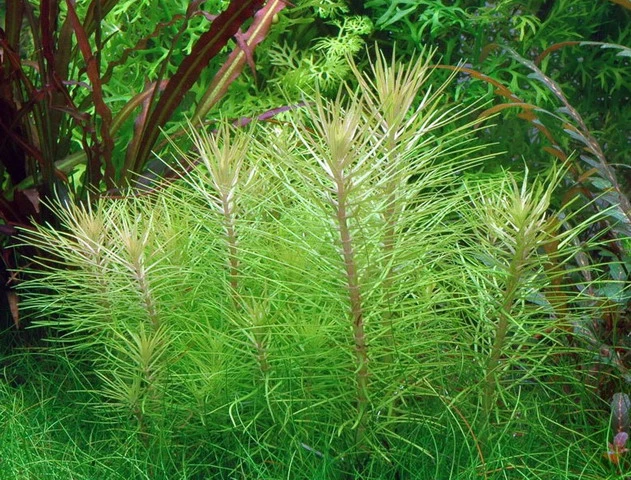 XL In-Vitro Indische Sternpflanze / Pogostemon Erectus