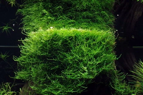 In-Vitro Javamoos / Taxiphyllum Barbieri, Moos – Bild 2