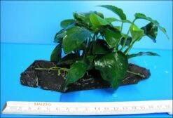 Anubias Nana Auf Einer Wurzel / Zwergspeerblatt