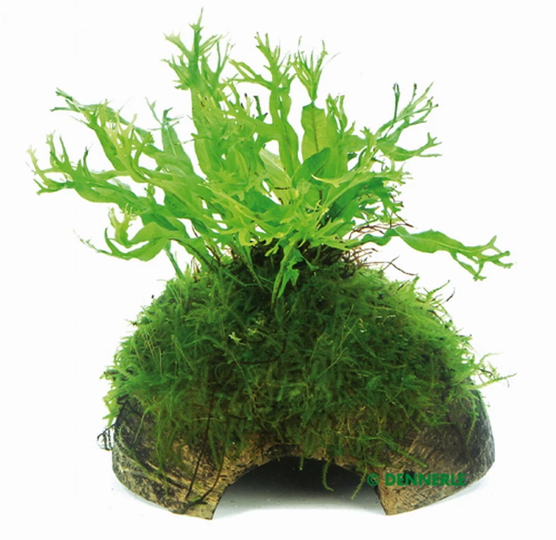 Javafarn Windelov Mit Javamoos Auf Kokosnuss-Höhle / Coco Shell Mit Windelovfarn U. Moos