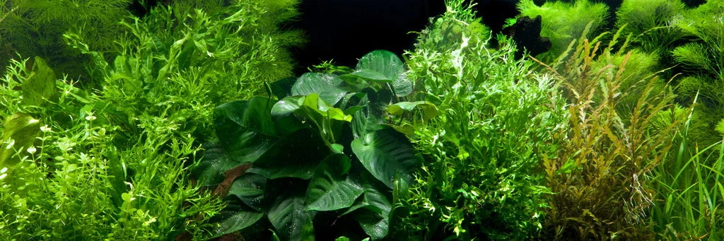 Javafarn Windelov Mit Javamoos Auf Kokosnuss-Höhle / Coco Shell Mit Windelovfarn U. Moos – Bild 2