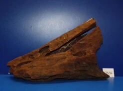 XL Mangroven-Wurzel 45x28x21 Unikat - Traumwurzel #1556