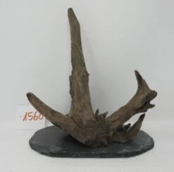 XL Scaper Wurzel 19x21x14 Traumwurzel #1560 Auf Schiefer