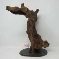 XXL Eisenholz/Mopani-Wurzel 22x33x22,5 Zweifarbige Traumwurzel #1569 Auf Schiefer