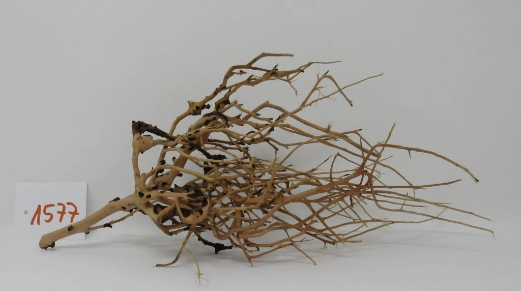 XL Thailand Zweig / Wurzel 35x14x14 Traumwurzel #1577