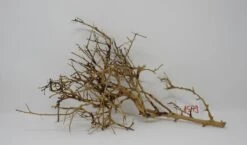 XL Thailand Zweig / Wurzel 38x22x16 Traumwurzel #1579