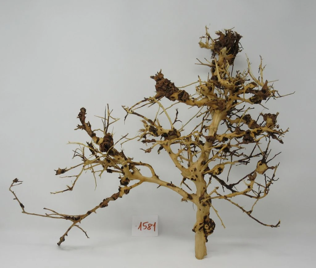 XL Thailand Zweig / Wurzel 51x42x21 Traumwurzel #1581