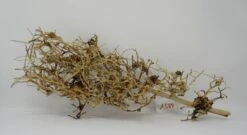 XL Thailand Zweig / Wurzel 46x20x17 Traumwurzel #1584