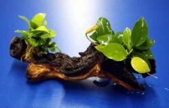 2 X Goldenes Zwergspeerblatt Auf Schöner Mopani-Wurzel / Anubias Nana GOLD