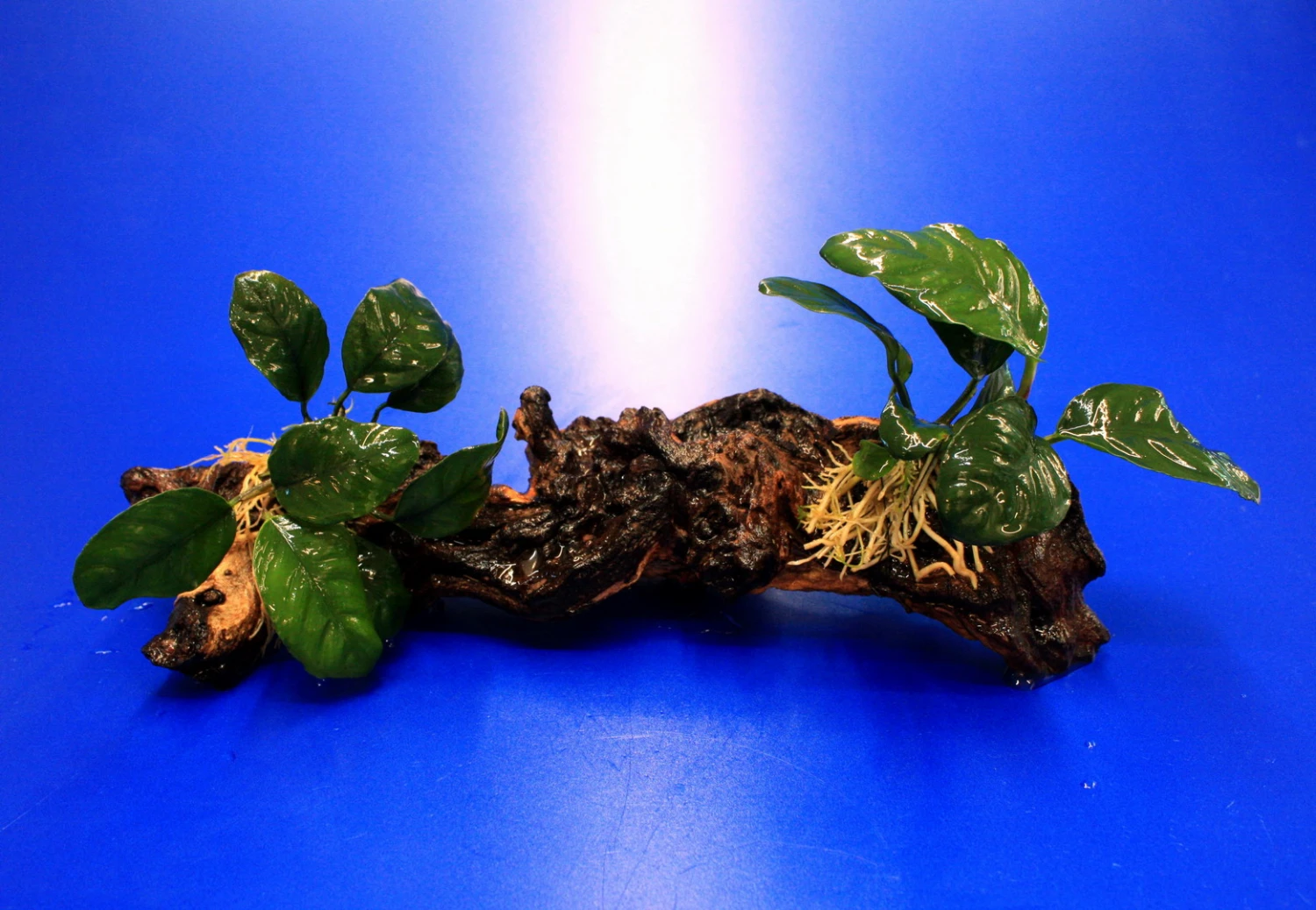 2 X Kaffeeblättriges Speerblatt Auf Schöner Mopani-Wurzel / Anubias Coffeefolia – Bild 2