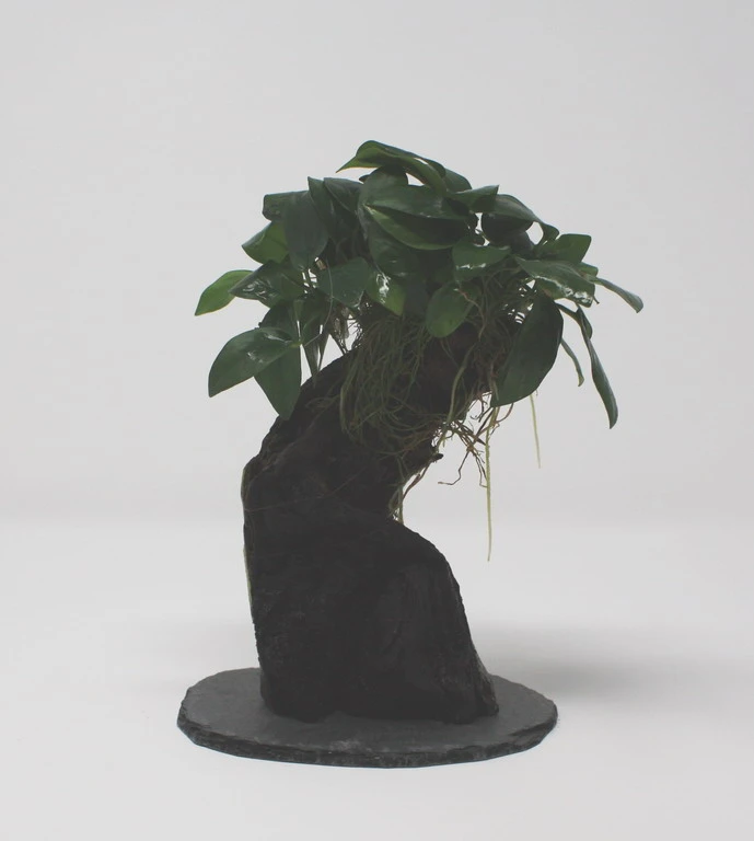 Urwaldbaum KLEIN Mbuna Mit Anubia Nana/Zwergspeerblatt Ca. 20-25 Cm