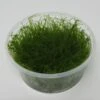 XL In-Vitro Krabi Moss / Vesicularia Montagnei 'Krabi', Moos