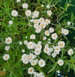 Sumpfschafgarbe / Achillea Ptarmica Im 9x9 Cm Topf