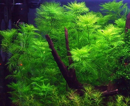 1-2-GROW! Mato-Grosso-Tausendblatt / Myriophyllum Mattogrossense Von TROPICA