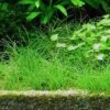 1-2-GROW! Nadelsimse / Eleocharis Acicularis Von TROPICA