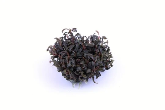 1-2-GROW! Bucephalandra 'Kedagang' Von TROPICA – Bild 2