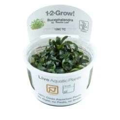 1-2-GROW! Bucephalandra Sp. 'Needle Leaf' Von TROPICA
