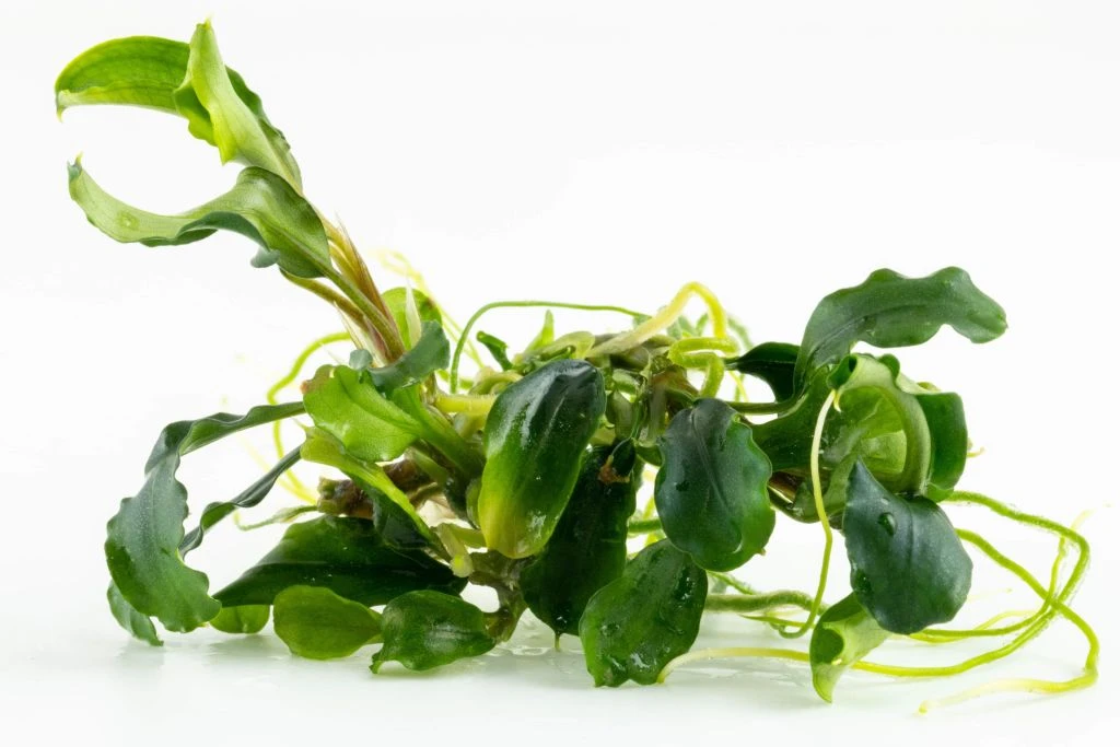 1-2-GROW! Bucephalandra Pygmaea 'Bukit Kelam' Von TROPICA – Bild 3