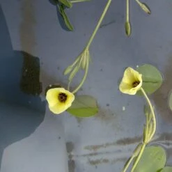 Wassermohnblume / Hydrocleys Nymphoides Für Den Teich