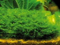 DENNERLE Fissidens Geppii / Spaltzahnmoos Gitter - Pad