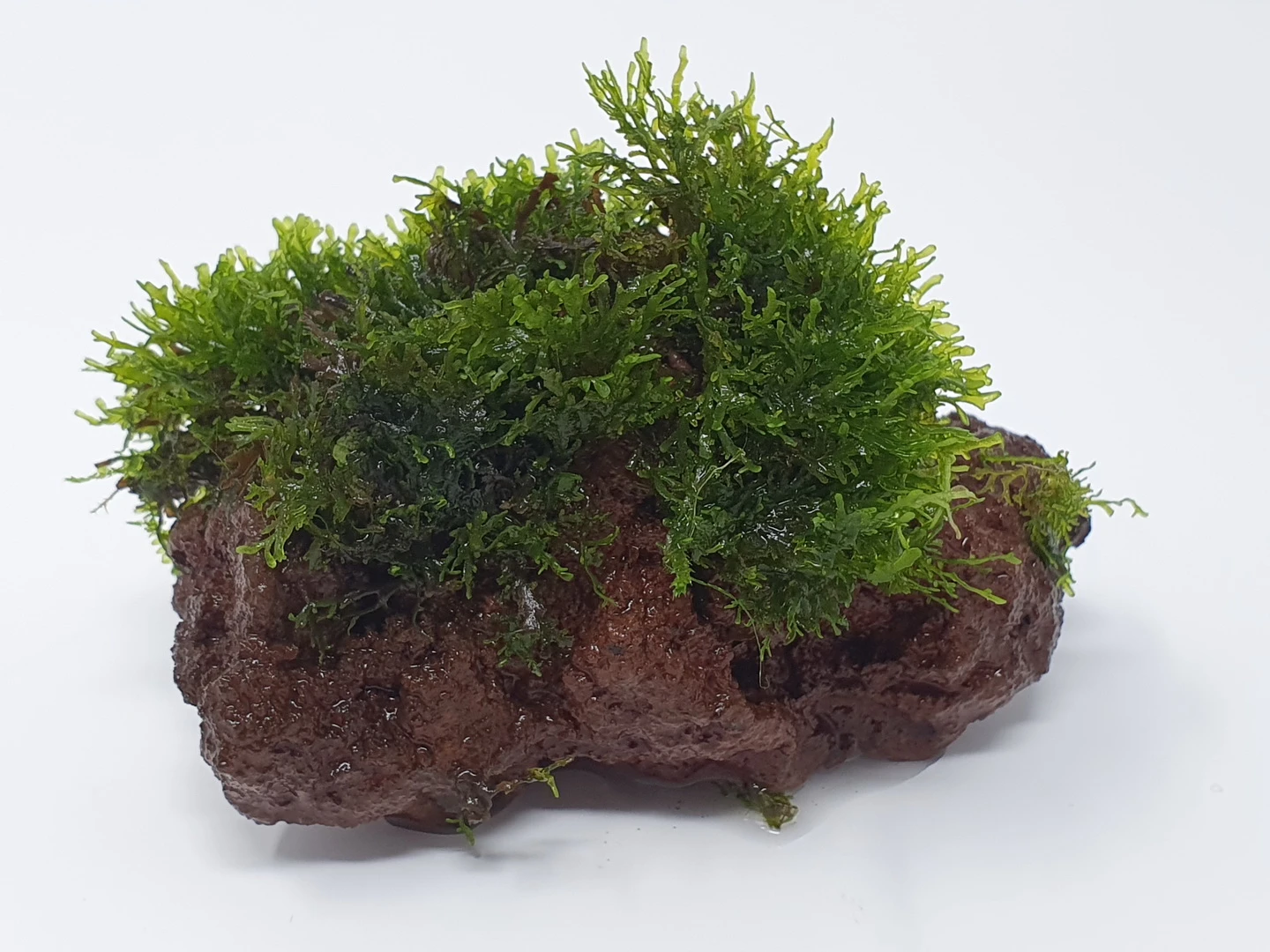 Kleiner Lavastein Mit Mini Korallenmoos / Riccardia Chamedryfolia