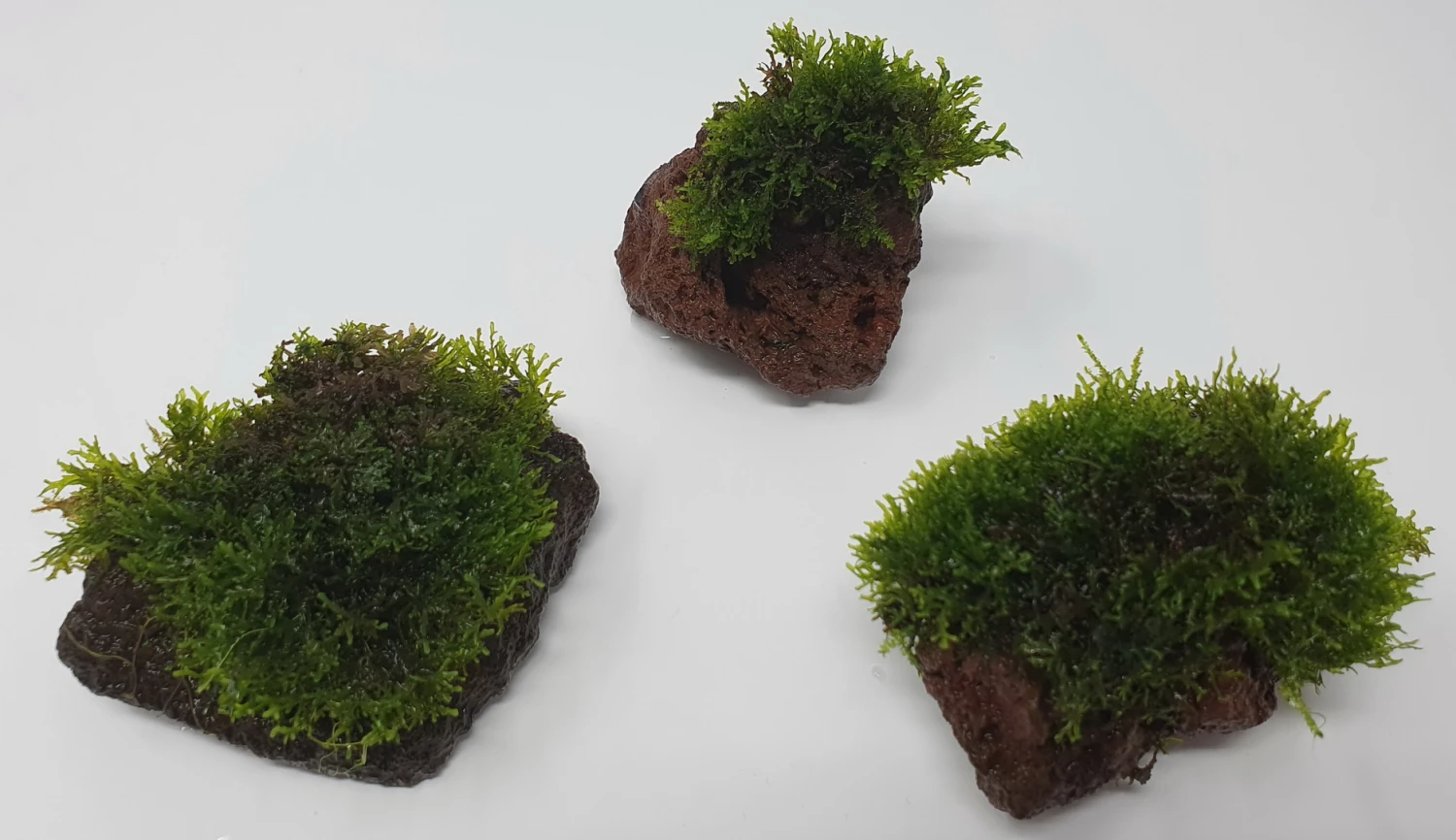 Kleiner Lavastein Mit Mini Korallenmoos / Riccardia Chamedryfolia – Bild 4