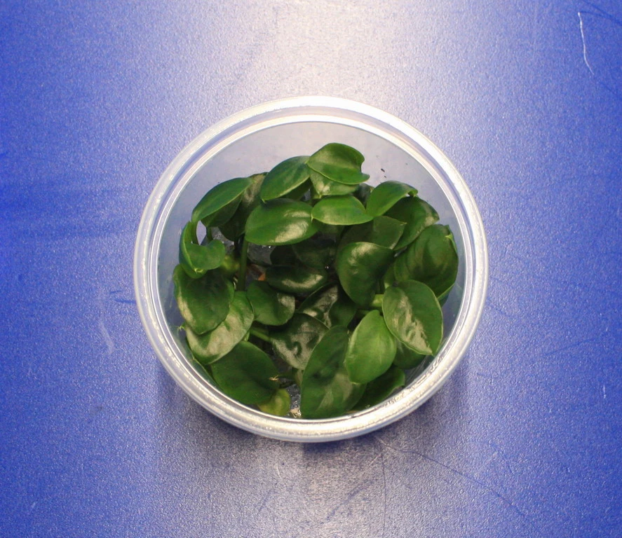 In-Vitro Nangi-Speerblatt / Anubias 'nangi'