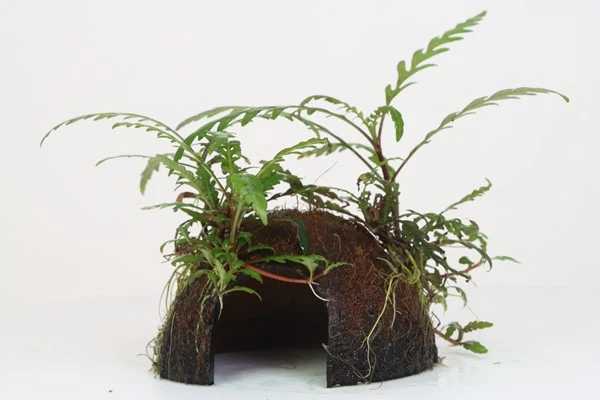 Coco Cave Mit Hygrophila Pinnatifida / Fiederspaltiger Wasserfreundauf Kokosnuss-Höhle