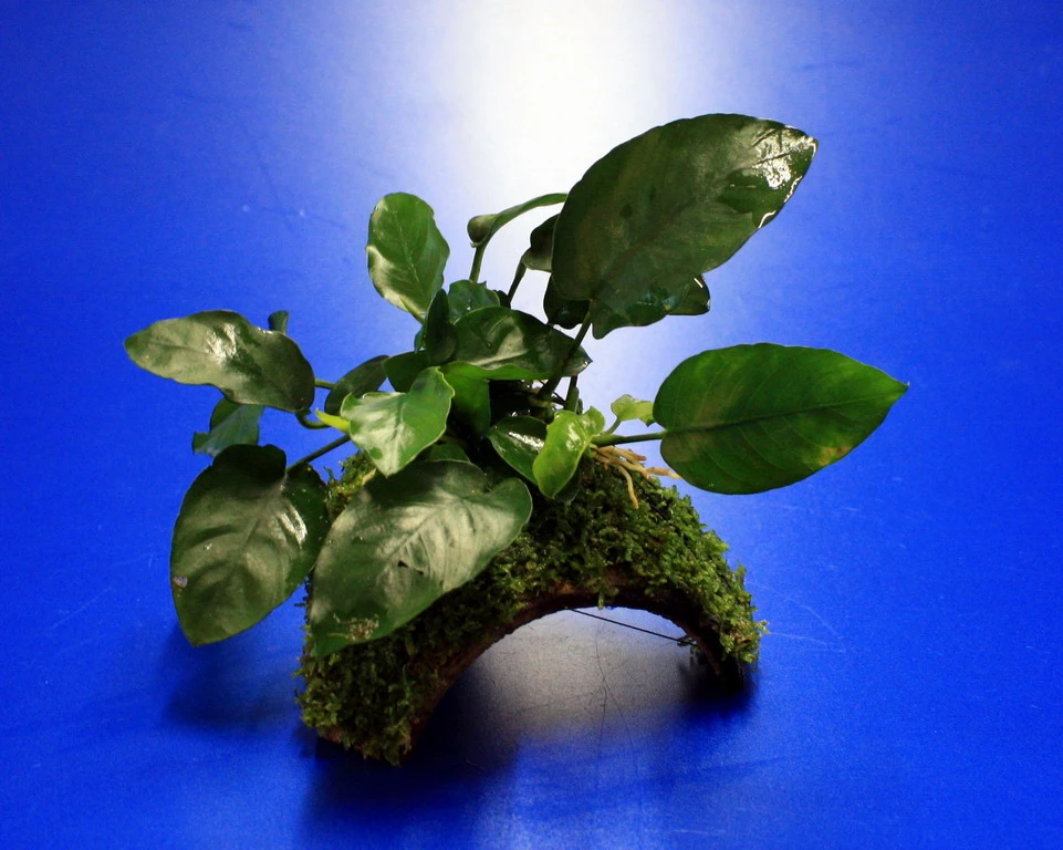 Zwergspeerblatt-Höhle / Coco Shell - Kokosnuss Mit Javamoos Und Anubias Bart. Var. Nana