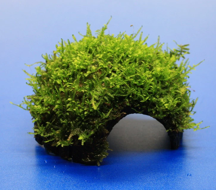 Moos-Höhle / Coco Shell - Kokosnuss Mit Javamoos Bewachsen, Moos