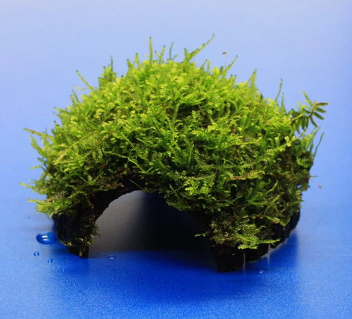 Moos-Höhle / Coco Shell - Kokosnuss Mit Javamoos Bewachsen, Moos – Bild 2