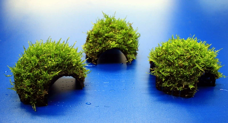 Moos-Höhle / Coco Shell - Kokosnuss Mit Javamoos Bewachsen, Moos – Bild 3